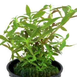 Hot Tropica Akvarieplante i potte Limnophila hippuridoides Akvarieplanter