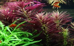 Hot Tropica Akvarieplante i potte Limnophila hippuridoides Akvarieplanter