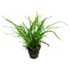 Hot Tropica Akvarieplante i potte Microsorum pteropus Trident Akvarieplanter