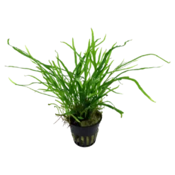 Hot Tropica Akvarieplante i potte Microsorum pteropus Trident Akvarieplanter