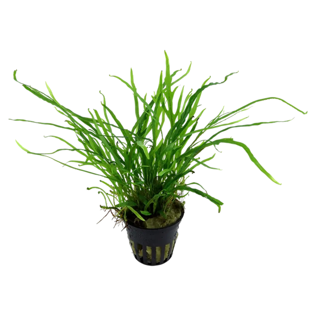 Hot Tropica Akvarieplante i potte Microsorum pteropus Trident Akvarieplanter