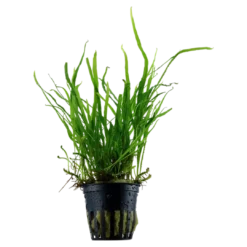 Hot Tropica Akvarieplante i potte Microsorum pteropus Trident Akvarieplanter