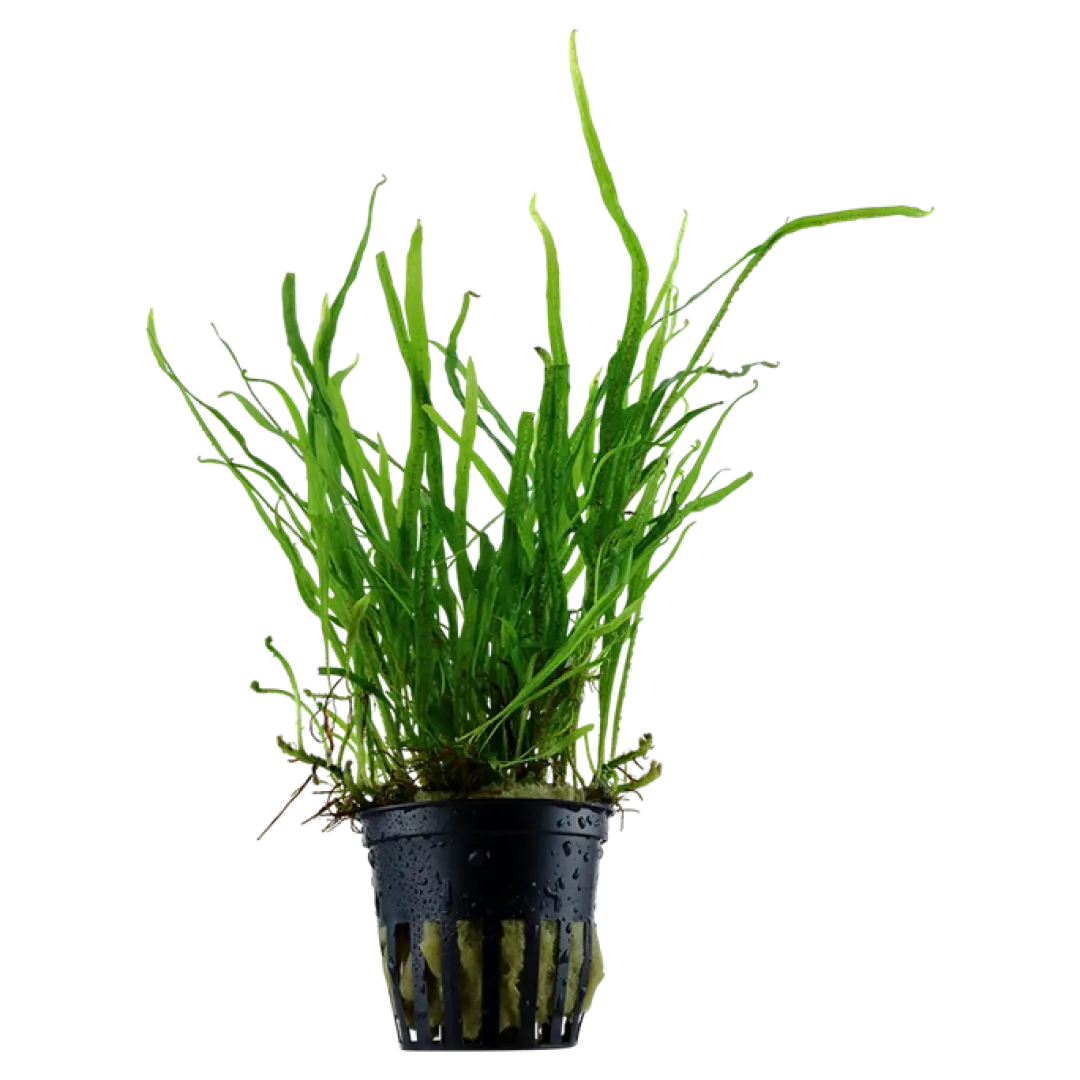 Hot Tropica Akvarieplante i potte Microsorum pteropus Trident Akvarieplanter