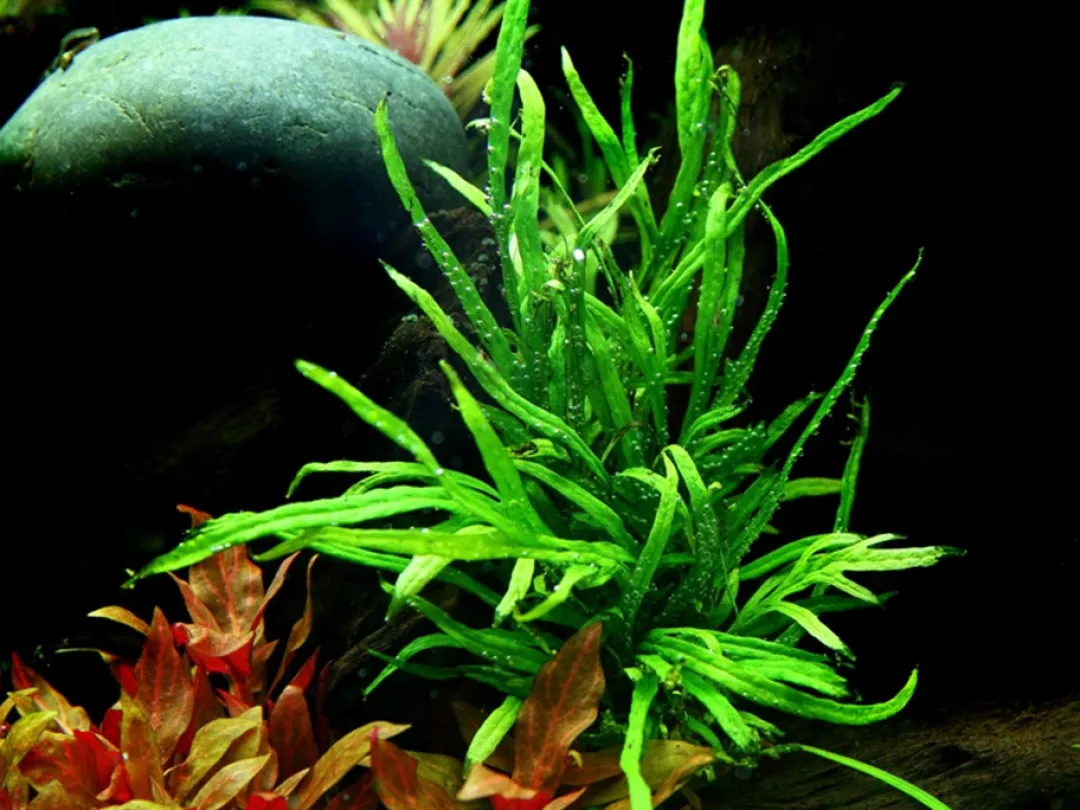 Hot Tropica Akvarieplante i potte Microsorum pteropus Trident Akvarieplanter