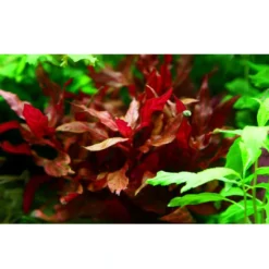 Sale Tropica Akvarieplante i potte Alternanthera reineckii Rosanervig Akvarieplanter