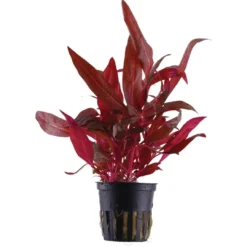 Sale Tropica Akvarieplante i potte Alternanthera reineckii Rosanervig Akvarieplanter