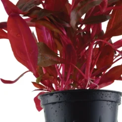 Sale Tropica Akvarieplante i potte Alternanthera reineckii Rosanervig Akvarieplanter