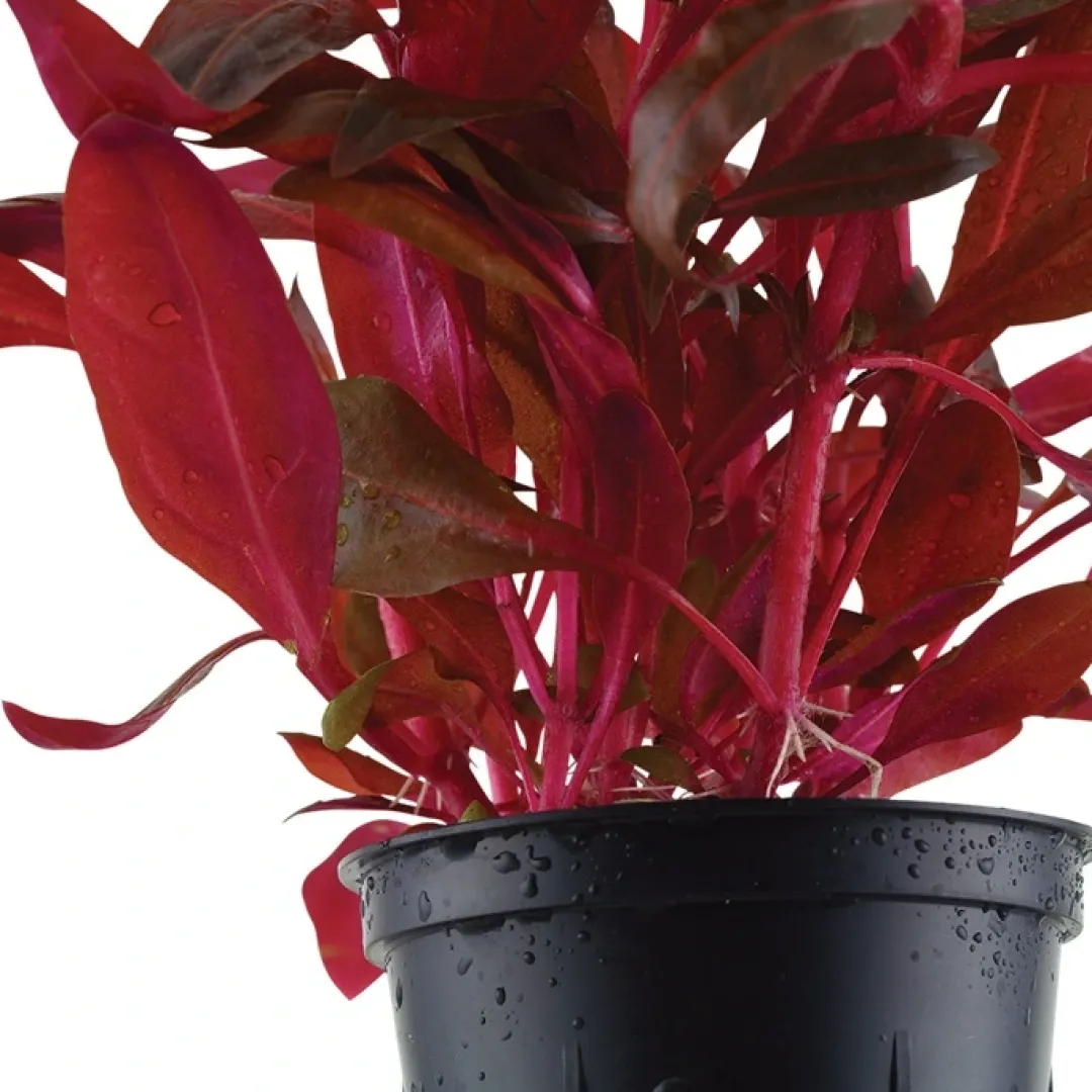 Sale Tropica Akvarieplante i potte Alternanthera reineckii Rosanervig Akvarieplanter