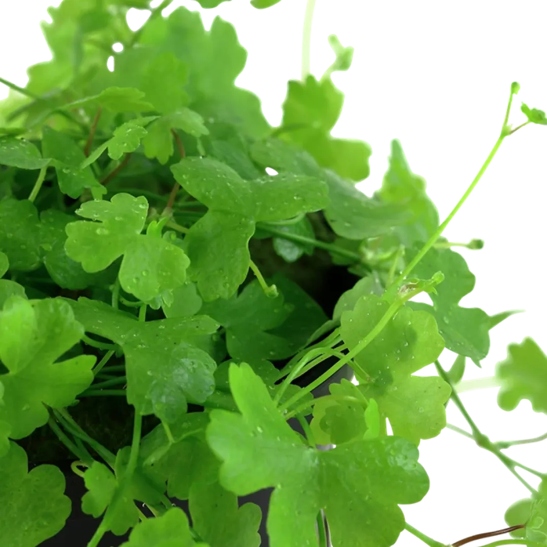 Clearance Tropica Akvarieplante i potte Hydrocotyle tripartita Akvarieplanter