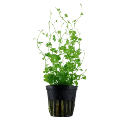 Clearance Tropica Akvarieplante i potte Hydrocotyle tripartita Akvarieplanter