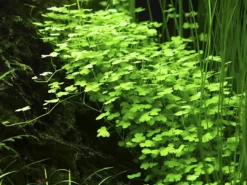 Clearance Tropica Akvarieplante i potte Hydrocotyle tripartita Akvarieplanter