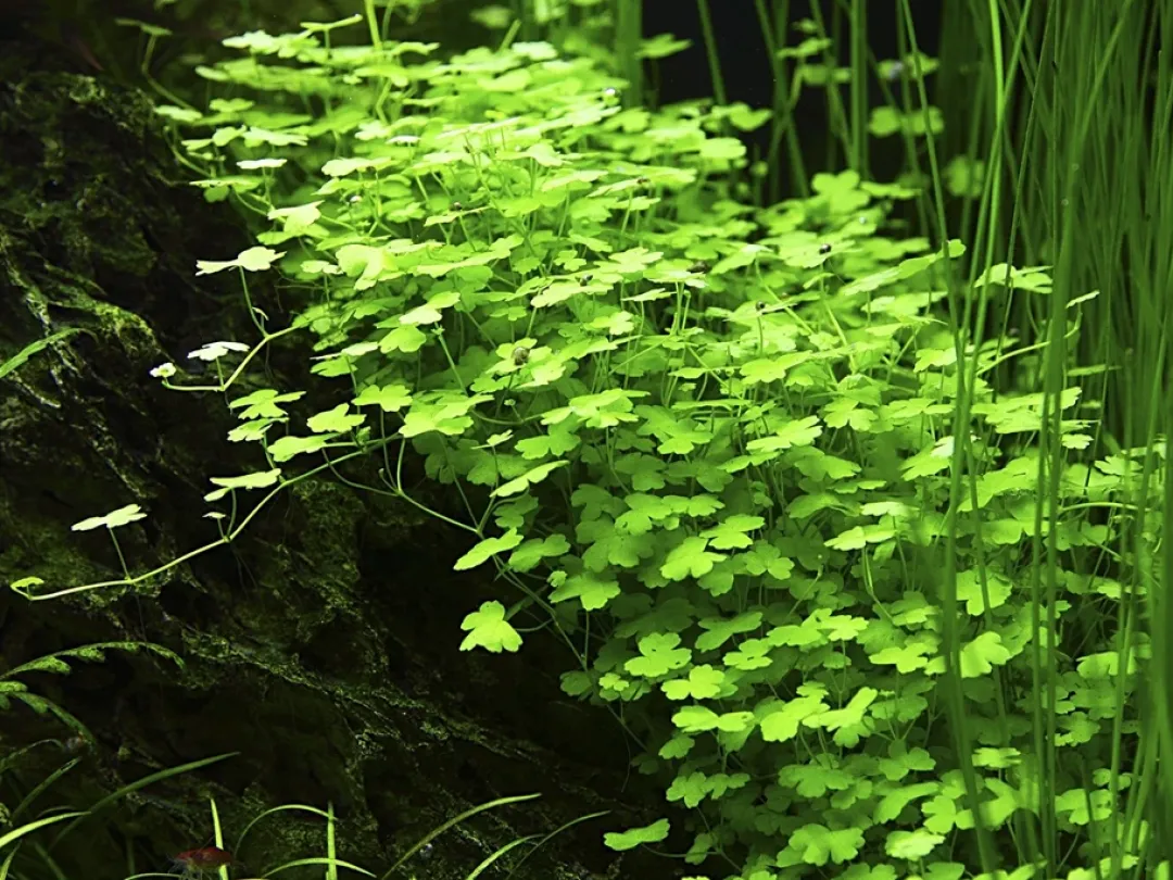 Clearance Tropica Akvarieplante i potte Hydrocotyle tripartita Akvarieplanter