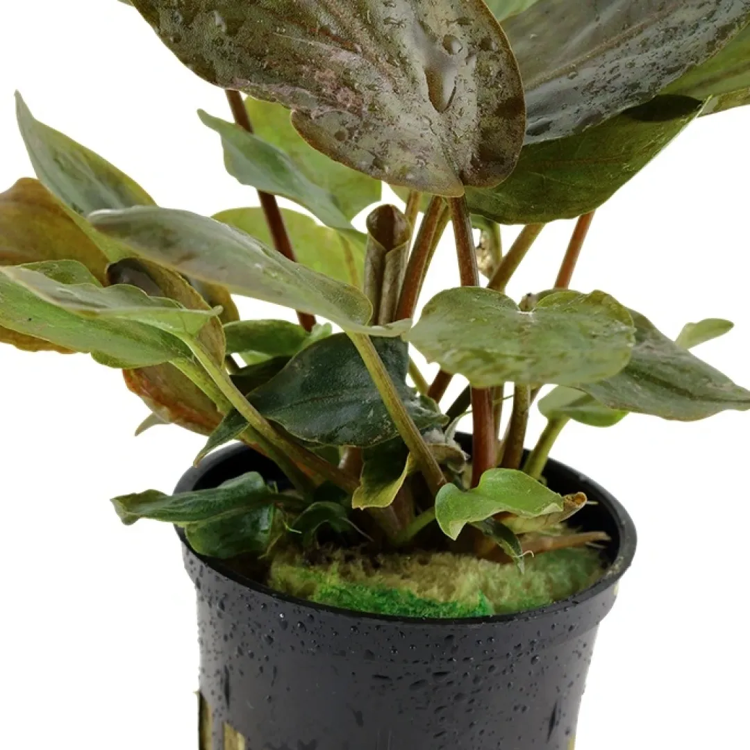 Online Tropica Akvarieplante i potte Lagenandra meeboldii Red Akvarieplanter