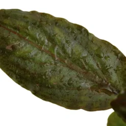 Online Tropica Akvarieplante i potte Lagenandra meeboldii Red Akvarieplanter