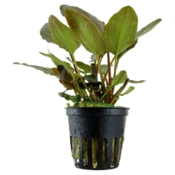 Online Tropica Akvarieplante i potte Lagenandra meeboldii Red Akvarieplanter