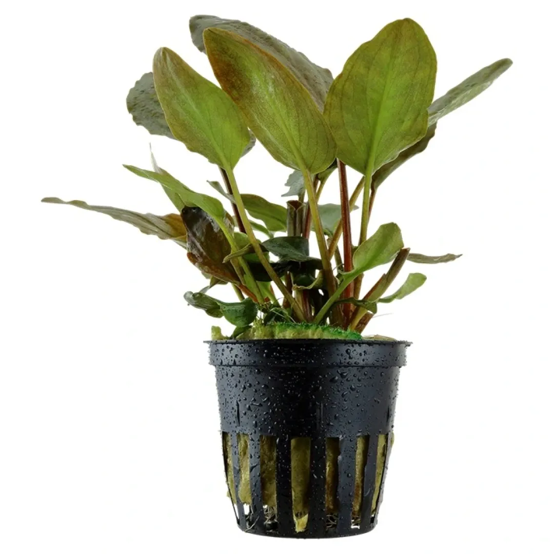 Online Tropica Akvarieplante i potte Lagenandra meeboldii Red Akvarieplanter