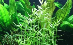 New Tropica Akvarieplante i potte Murdannia keisak Akvarieplanter