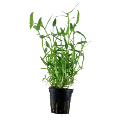 New Tropica Akvarieplante i potte Murdannia keisak Akvarieplanter