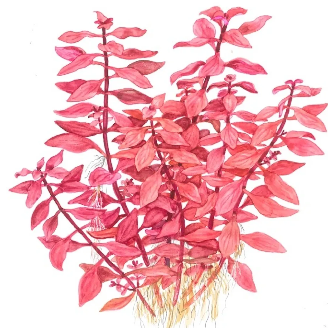 Sale Tropica Akvarieplante i potte Ludwigia palustris Super Red Akvarieplanter