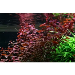 Sale Tropica Akvarieplante i potte Ludwigia palustris Super Red Akvarieplanter