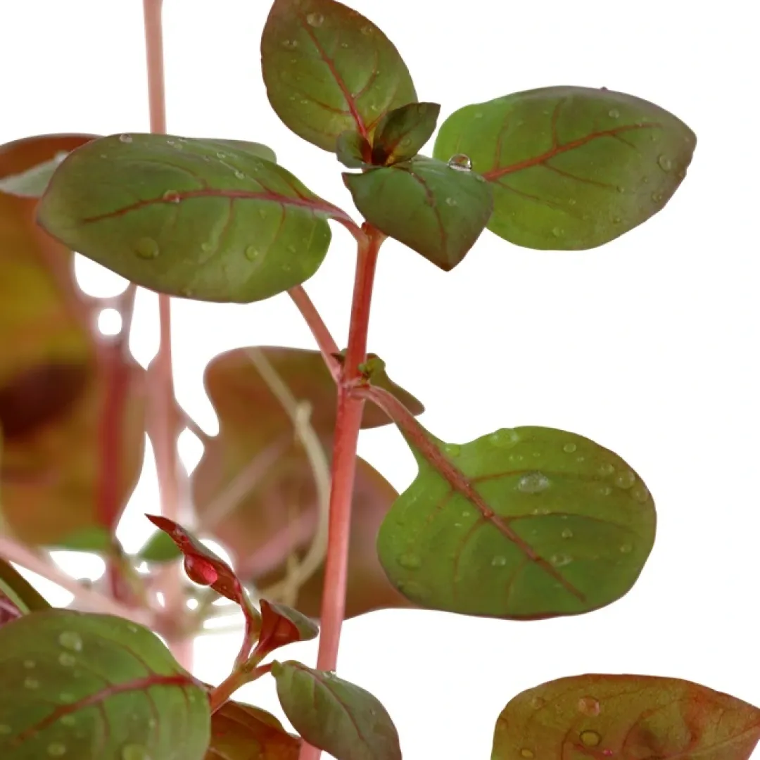 Sale Tropica Akvarieplante i potte Ludwigia palustris Super Red Akvarieplanter