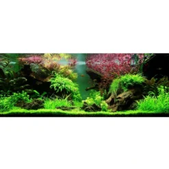 Sale Tropica Akvarieplante i potte Ludwigia palustris Super Red Akvarieplanter