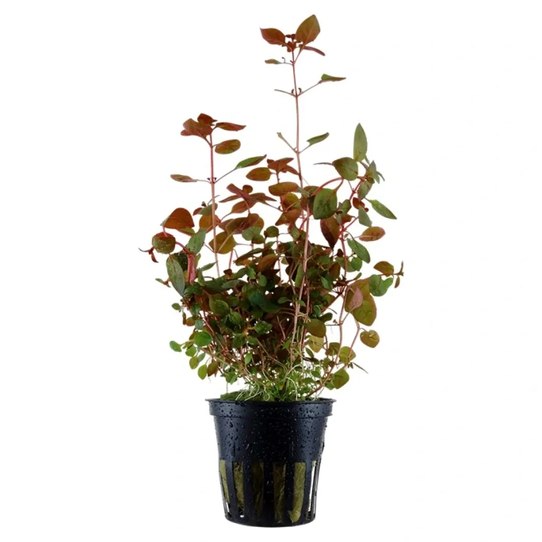 Sale Tropica Akvarieplante i potte Ludwigia palustris Super Red Akvarieplanter