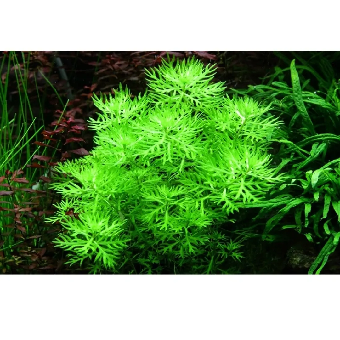 Sale Tropica Akvarieplante i potte Hottonia palustris Akvarieplanter