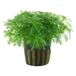 Sale Tropica Akvarieplante i potte Hottonia palustris Akvarieplanter