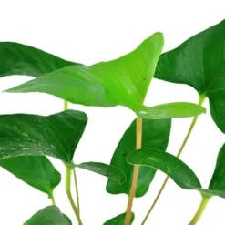 Hot Tropica Akvarieplante i potte Anubias Gracilis Akvarieplanter