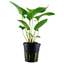 Hot Tropica Akvarieplante i potte Anubias Gracilis Akvarieplanter