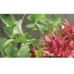 Hot Tropica Akvarieplante i potte Anubias Gracilis Akvarieplanter