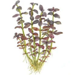Best Tropica Akvarieplante i potte Bacopa salzmanni Purple Akvarieplanter