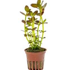 Best Tropica Akvarieplante i potte Bacopa salzmanni Purple Akvarieplanter