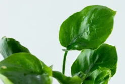 Best Tropica Akvarieplante i potte Anubias barteri Coin Leaf Akvarieplanter