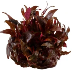 Discount Tropica Alternanthera reineckii sp. Mini 1-2-GROW x 3 Akvarieplanter