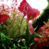 Discount Tropica Alvarieplante i potte Nymphaea lotus zenkeri Akvarieplanter