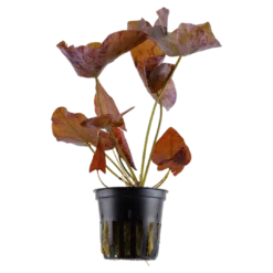 Discount Tropica Alvarieplante i potte Nymphaea lotus zenkeri Akvarieplanter