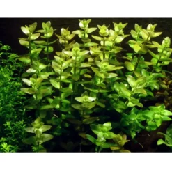Online Tropica Bacopa caroliniana 1-2-GROW Akvarieplanter