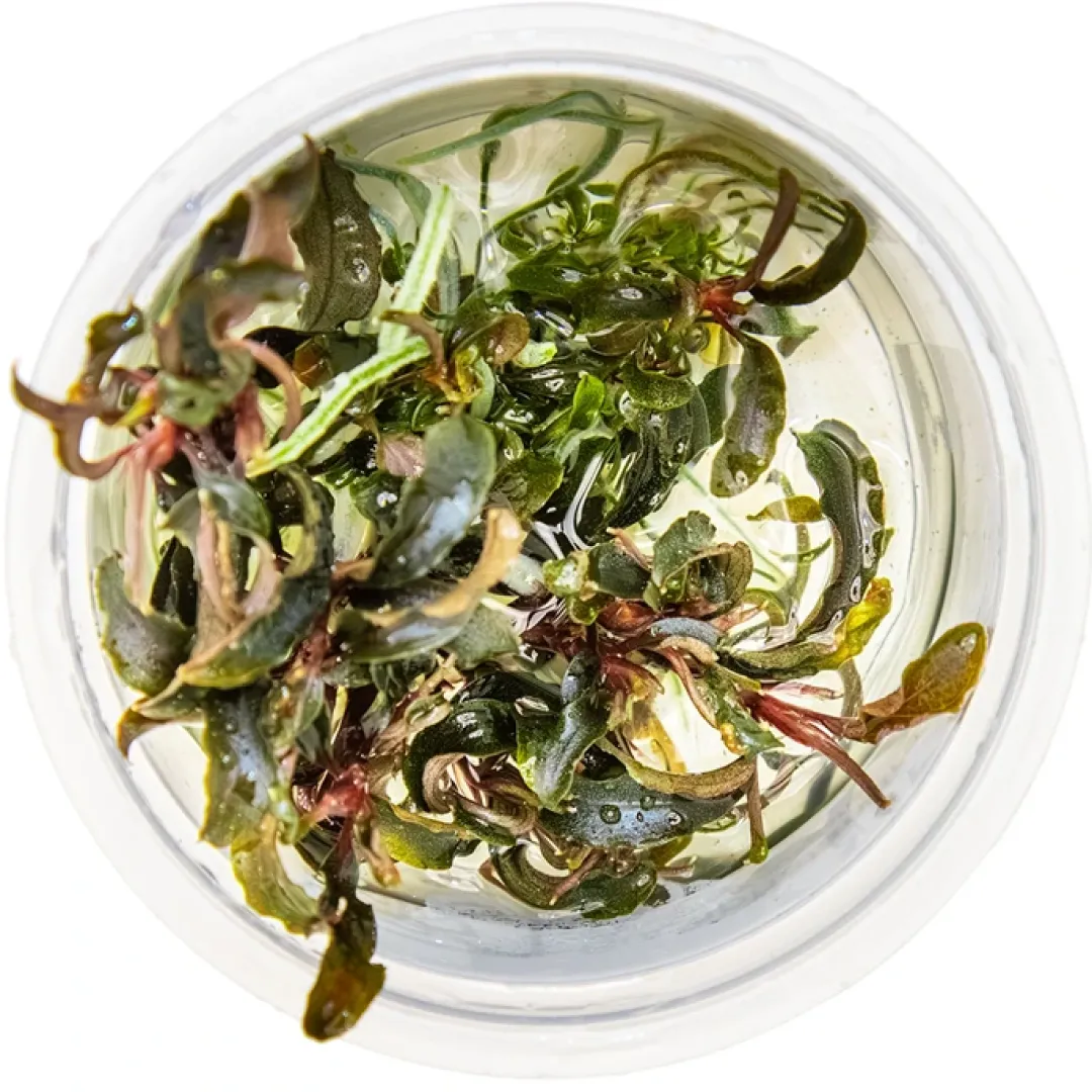 Best Tropica Bucephalandra Kedagang 1-2-Grow Akvarieplanter