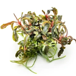 Best Tropica Bucephalandra Kedagang 1-2-Grow Akvarieplanter