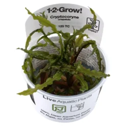Clearance Tropica Cryptocoryne Crispatula 1-2-GROW Akvarieplanter
