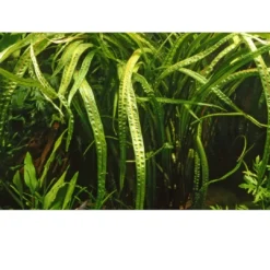 Clearance Tropica Cryptocoryne Crispatula 1-2-GROW Akvarieplanter