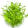 Tropica Cryptocoryne parva 1-2-GROW Akvarieplanter