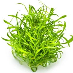 Tropica Cryptocoryne parva 1-2-GROW Akvarieplanter