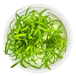 Tropica Cryptocoryne parva 1-2-GROW Akvarieplanter