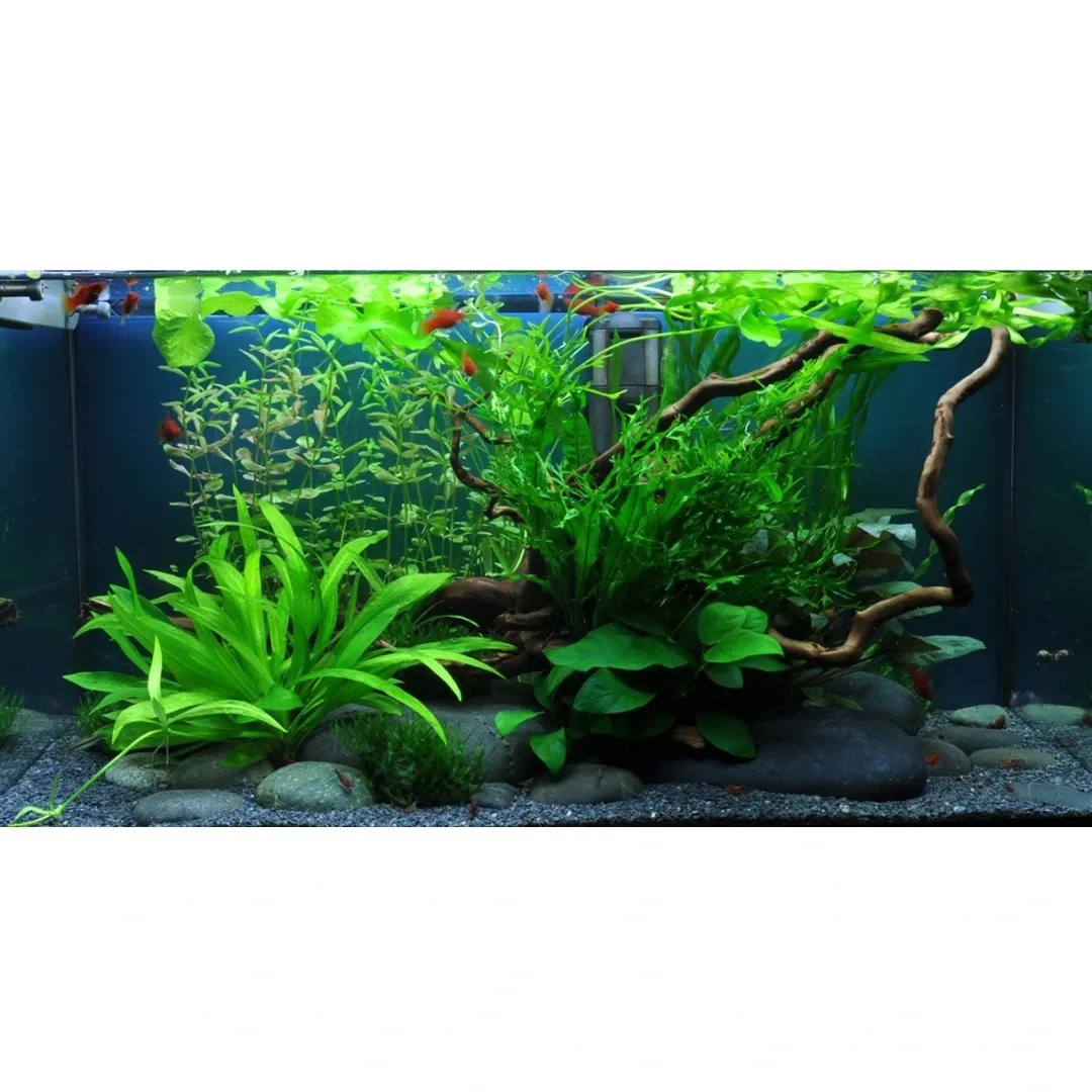 Discount Tropica Cryptocoryne Wendtii Green 1-2-GROW Akvarieplanter