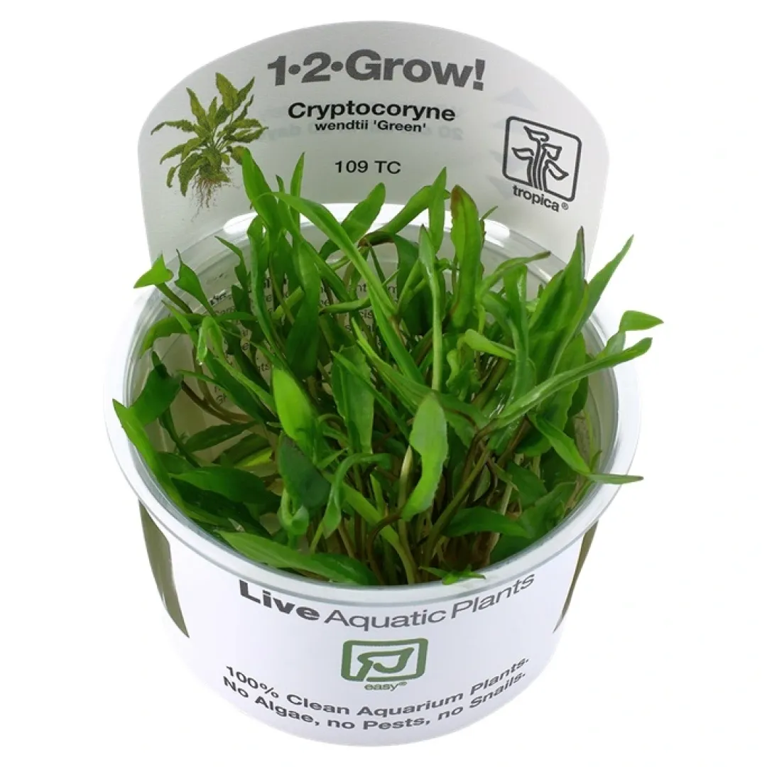 Discount Tropica Cryptocoryne Wendtii Green 1-2-GROW Akvarieplanter