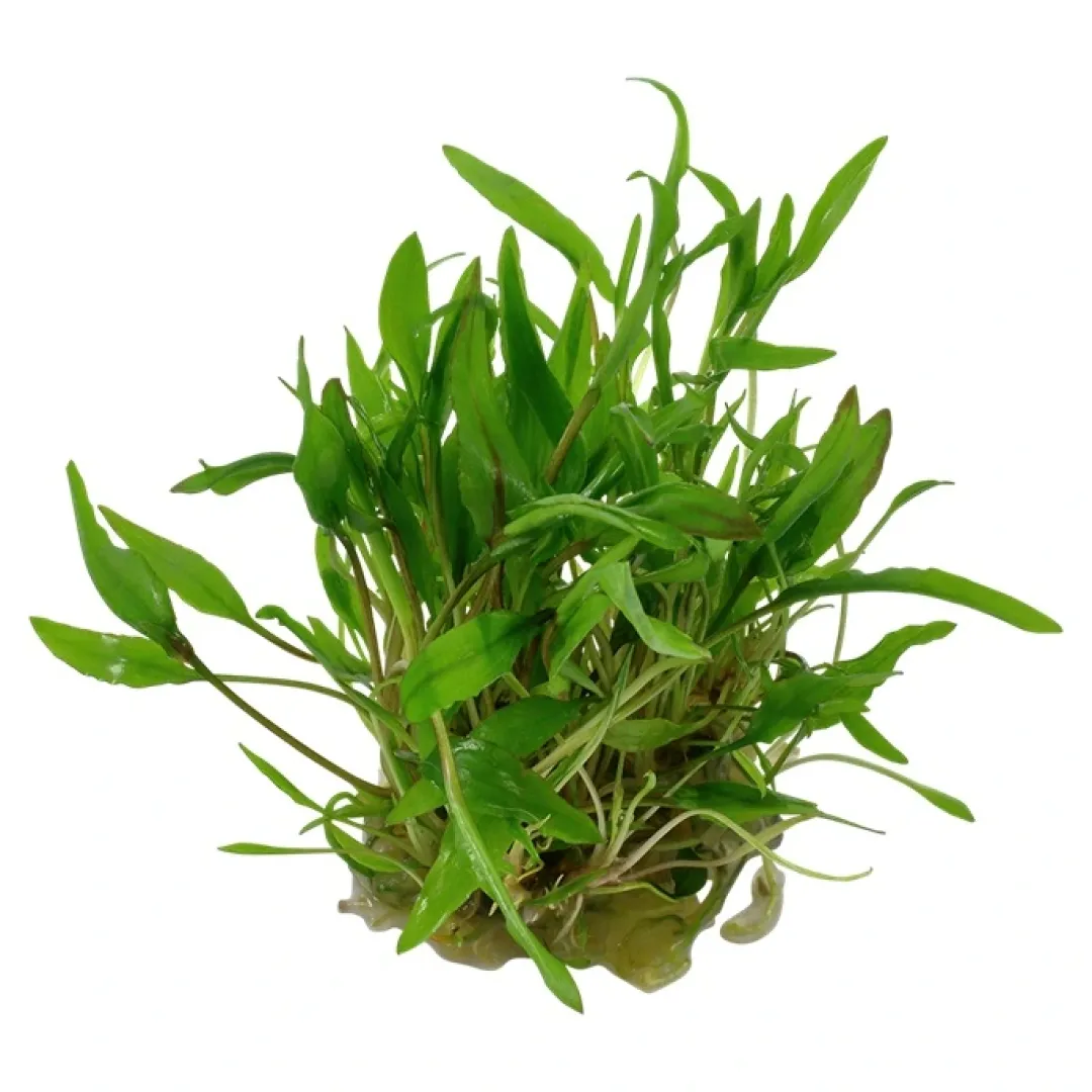 Discount Tropica Cryptocoryne Wendtii Green 1-2-GROW Akvarieplanter