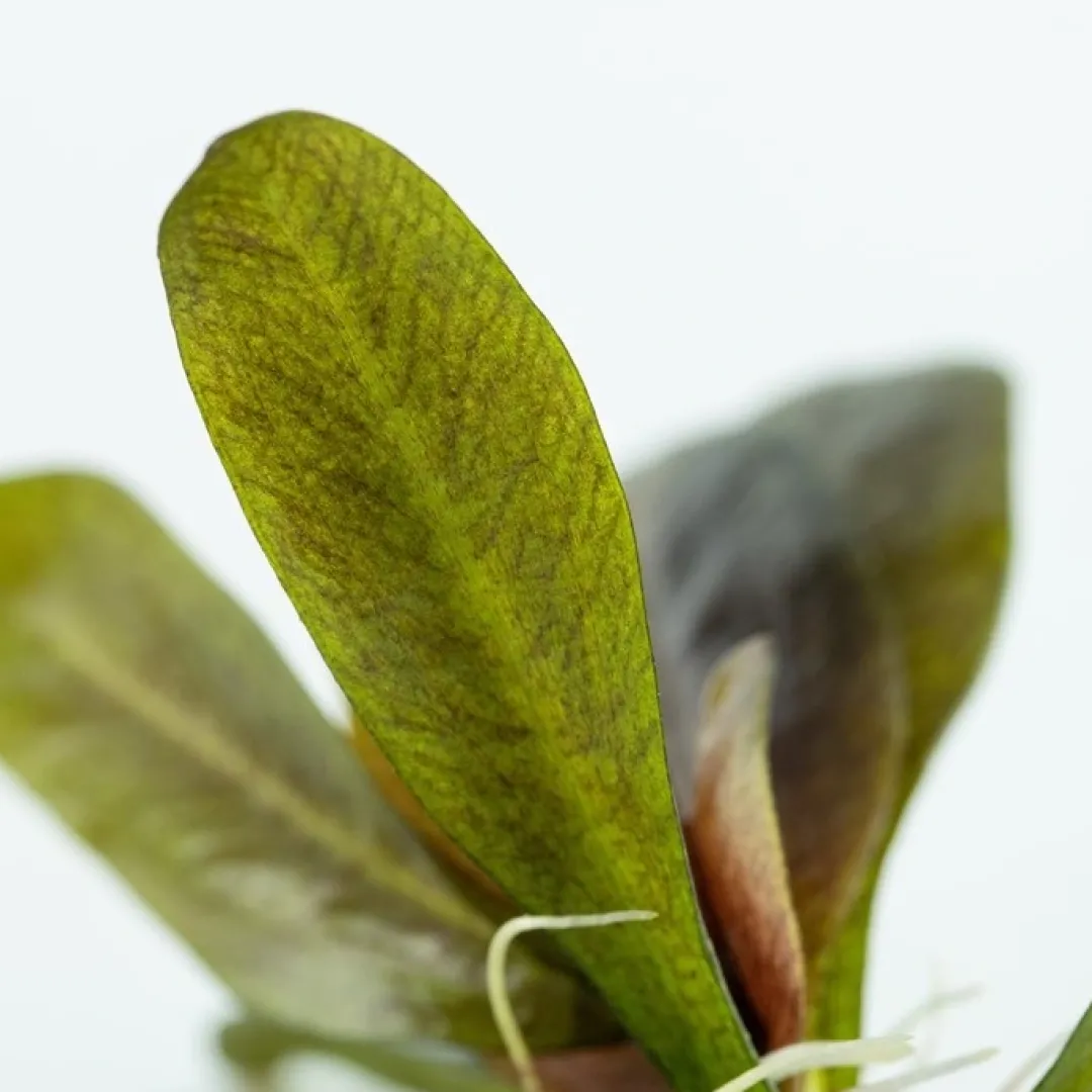 Best Tropica Echinodorus Reni 1-2-GROW x 3 Akvarieplanter